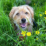 Curly participe au concours pour gagner de l'argent avec cette photo : animal, canine, cheerful, closeup, dog, flora, fur, grass, greenery, happy, meadow, nature, outdoor, pet, playful, smiling, spring, sunlight, tongue_out, yellow_flowers