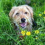 animal, canine, cheerful, closeup, dog, flora, fur, grass, greenery, happy, meadow, nature, outdoor, pet, playful, smiling, spring, sunlight, tongue_out, yellow_flowers