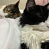 cat, sleeping, black_and_white_cat, tabby_cat, fur, whiskers, pets, indoor, cozy, blanket, resting, closeup, animal, cute, domestic_cat, two_cats, soft_texture, relaxation, companions, calm