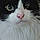 Absol