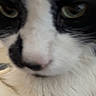cat, close_up, black_and_white, fur, face, eyes, nose, pet, animal, whiskers, indoor, feline, blurred, soft, cute, portrait, mammal, domestic, whisker, furry