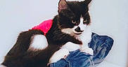 Jake is registered to the contest to win money with this photo: cat, black_and_white, feline, pet, indoor, resting, denim, fabric, pink_clothing, fur, animal, cute, domestic, whiskers, ears, tail, face, paw, sitting, white_background
