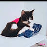 cat, black_and_white, feline, pet, indoor, resting, denim, fabric, pink_clothing, fur, animal, cute, domestic, whiskers, ears, tail, face, paw, sitting, white_background