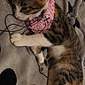 Jasmine joined the competition — help win amazing prizes! cat, tabby, pink_hat, bandana, pet, lying_down, blanket, indoor, cute, costume, animal, feline, resting, domestic_cat, patterned_blanket, small_hat, adorable, sleepy, cozy, fur