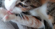 Jasmine joined the competition — help win amazing prizes! cat, kitten, paw, licking, blanket, cozy, cute, fur, whiskers, ear, animal, pet, closeup, striped, tabby, soft, comfort, resting, love, heart