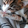 cat, kitten, paw, licking, blanket, cozy, cute, fur, whiskers, ear, animal, pet, closeup, striped, tabby, soft, comfort, resting, love, heart
