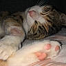 Jasmine joined the competition — help win amazing prizes! cat, sleeping, paw, pink_paw_pads, tabby_cat, close_up, whiskers, fur, bed, blanket, cozy, resting, animal, pet, indoor, peaceful, soft, cute, relaxed, domestic_cat