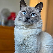 Vassia a rejoint le concours — aidez-le/la à gagner de superbes lots ! animal, blue_eyes, cat, closeup, curious, cute, domestic_cat, ears, face, feline, fluffy, fur, indoor, looking_away, mammal, pet, portrait, seated, soft, whiskers