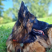 Freyja a rejoint le concours — aidez-le/la à gagner de superbes lots ! animal, bodypart, canine, dog, germanshepherd, mouth, person, pet, policedog, puppy