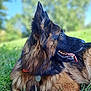 animal, bodypart, canine, dog, germanshepherd, mouth, person, pet, policedog, puppy