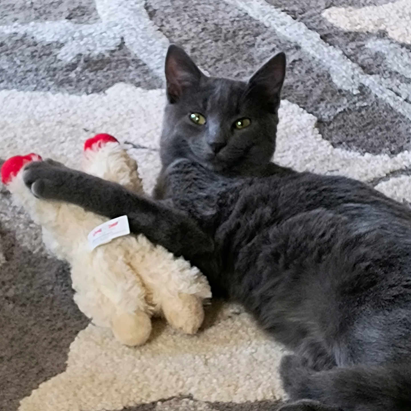 Bleu joined the competition — help win amazing prizes! abyssinian, angora, animal, blackcat, canine, cat, couch, dog, egyptiancat, furniture, homedecor, kitten, manx, person, pet, plush, road, slate, sleeping, toy