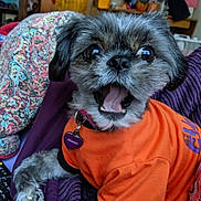 Brandy joined the competition — help win amazing prizes! animal, blanket, brandy_tag, close_up, cozy, cute, dog, fur, happy_expression, heart_shaped_tag, home, indoor, orange_shirt, patterned_blanket, paw, pet, portrait, purple_blanket, remote_control, small_dog