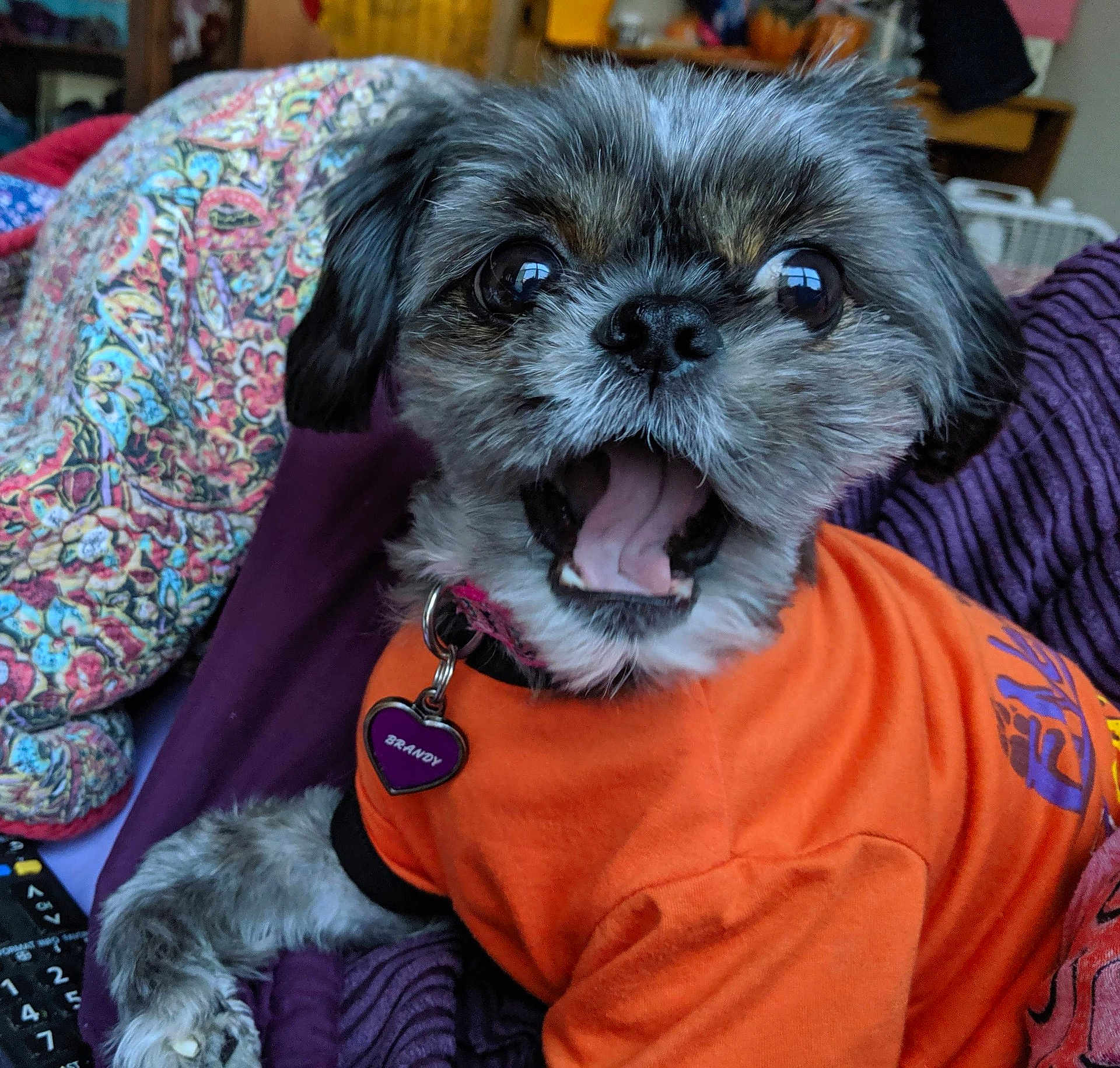 Brandy