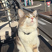 Weedoow a rejoint le concours — aidez-le/la à gagner de superbes lots ! cat, balcony, sunlight, wooden_floor, chair, outdoor, furniture, whiskers, collar, yellow_eyes, shadow, street, road_sign, trees, buildings, daytime, relaxing, pet, domestic_animal, pencils