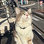 cat, balcony, sunlight, wooden_floor, chair, outdoor, furniture, whiskers, collar, yellow_eyes, shadow, street, road_sign, trees, buildings, daytime, relaxing, pet, domestic_animal, pencils