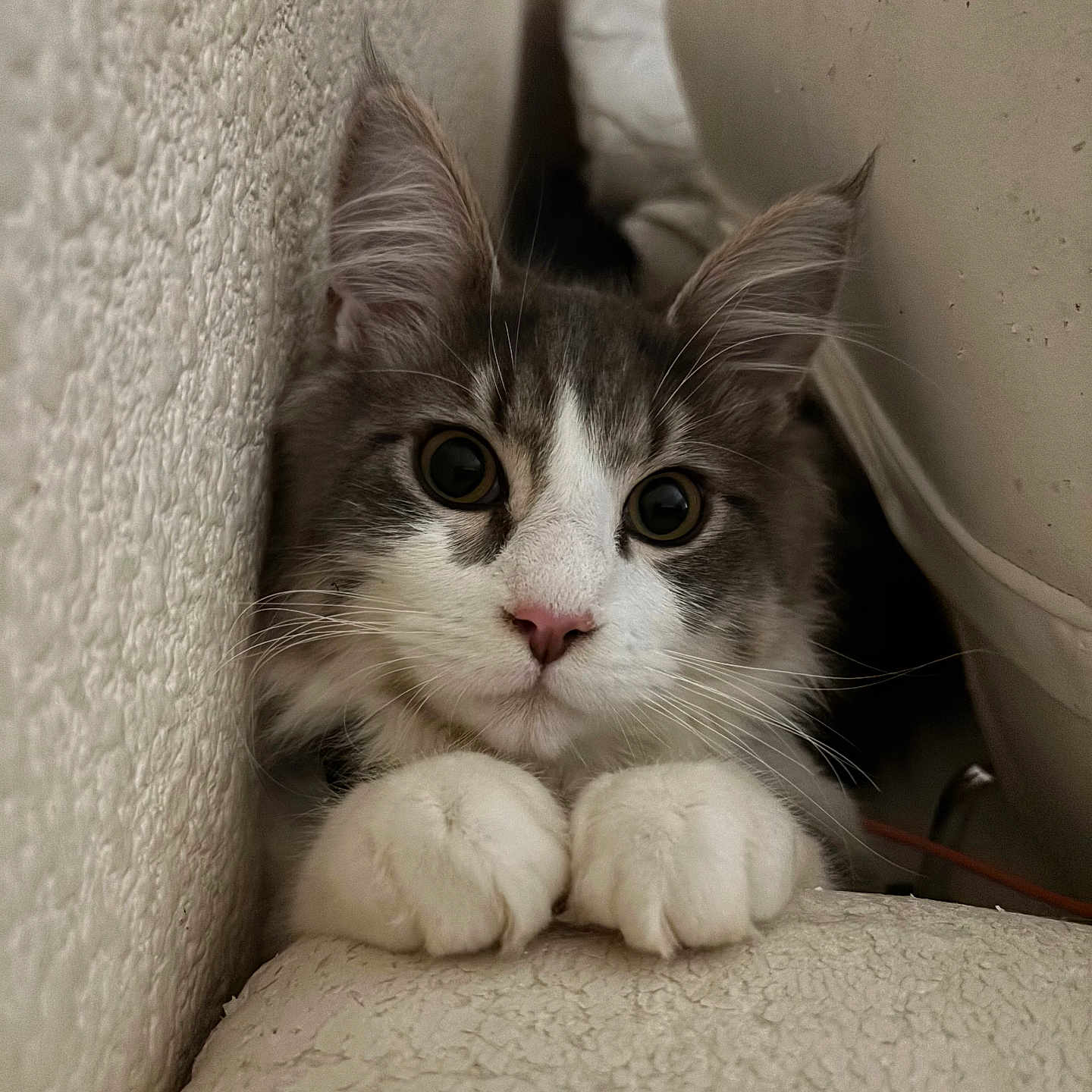 Weedoow a rejoint le concours — aidez-le/la à gagner de superbes lots ! animal, cat, close_up, couch, curious, cute, ears, feline, fluffy, gray, indoor, paws, pet, resting, soft, texture, wall, whiskers, white, wide_eyes
