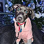 Pepsi participe au concours pour gagner de l'argent avec cette photo : dog, puppy, hoodie, pink_clothing, christmas_tree, ornaments, blue_ornaments, white_ornaments, lights, blanket, cushion, indoor, pet, holiday, decorations, black_blanket, leash, seated, cute, winter