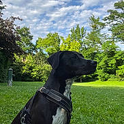 Pepsi participe au concours pour gagner de l'argent avec cette photo : dog, black_dog, white_patches, harness, leash, park, grass, trees, greenery, outdoor, sky, clouds, nature, pet, canine, sitting, alert, daytime, animal, leisure