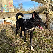 Vegas a rejoint le concours — aidez-le/la à gagner de superbes lots ! dog, cat, grass, river, bridge, concrete, graffiti, harness, sunlight, trees, sky, outdoor, animal, pet, nature, water, walking, resting, panting, canine
