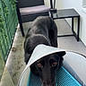 animal, balcony, black_dog, canine, chair, companion, cone, daylight, dog, domestic_animal, fence, floor, looking_up, outdoor, pet, protective_collar, sad, table, waiting, wall