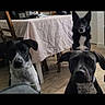 animal, black_dog, canine, curious, dog, domestic_animal, ears_up, floor, furniture, home_interior, indoor, living_room, looking, pets, sitting, table, tablecloth, three_dogs, white_dog, wooden_floor
