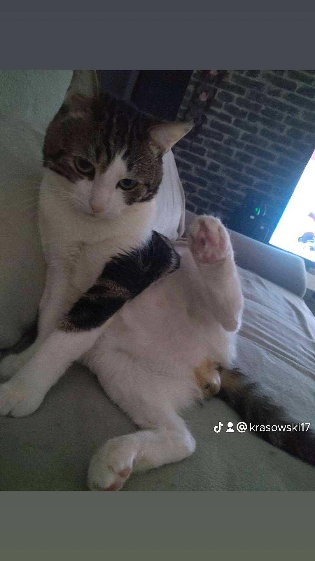 Gribouille a rejoint le concours — aidez-le/la à gagner de superbes lots ! carnivore, cat, claw, comfort, domestic_short_haired_cat, felidae, foot, fur, gesture, paw, small_to_medium_sized_cats, tail, whiskers, windshield