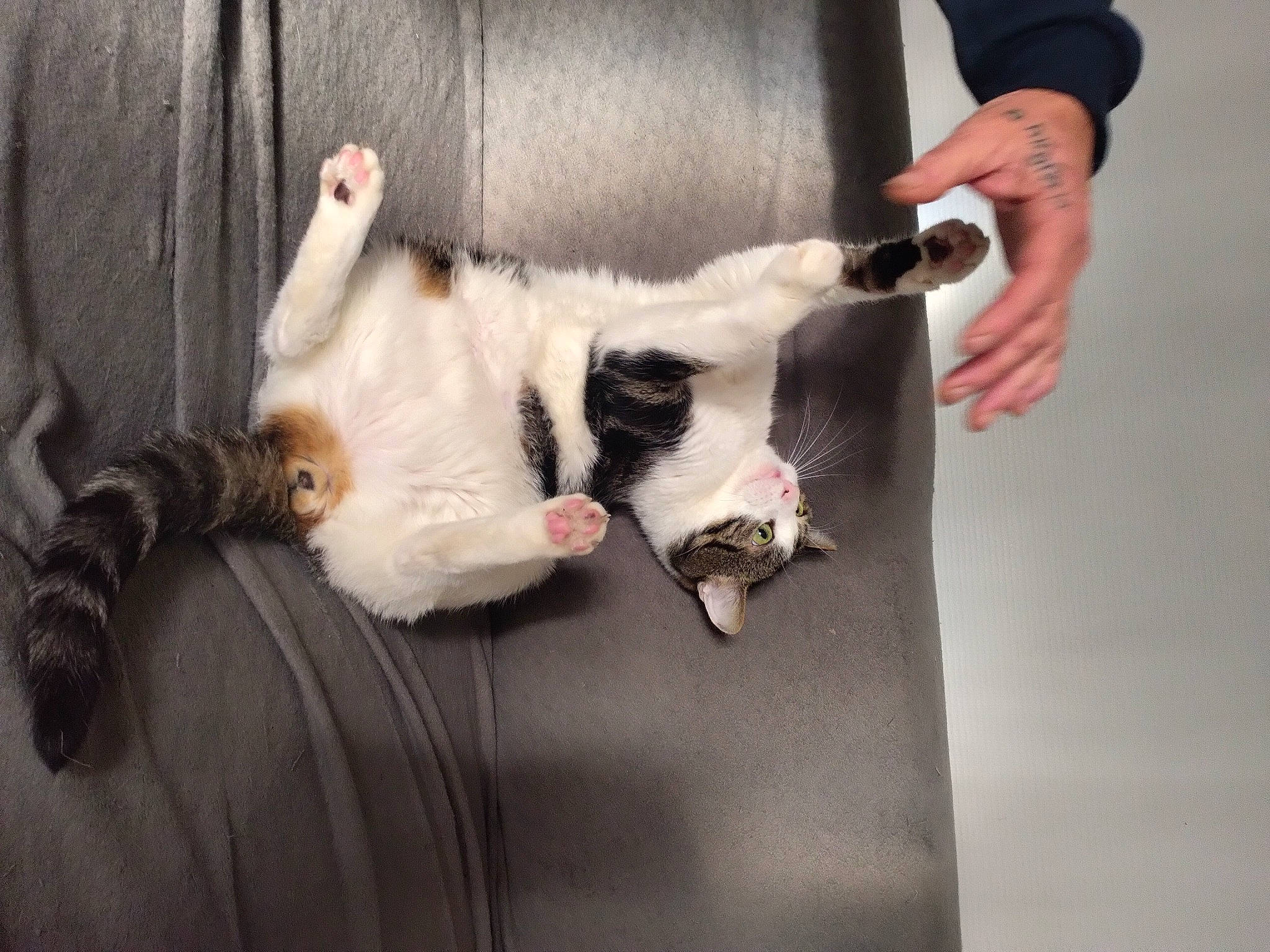 Gribouille participe au concours pour gagner de l'argent avec cette photo : canidae, carnivore, cat, comfort, companion_dog, dog_breed, domestic_short_haired_cat, fawn, felidae, formal_wear, fur, gesture, nap, paw, small_to_medium_sized_cats, sporting_group, tail, whiskers