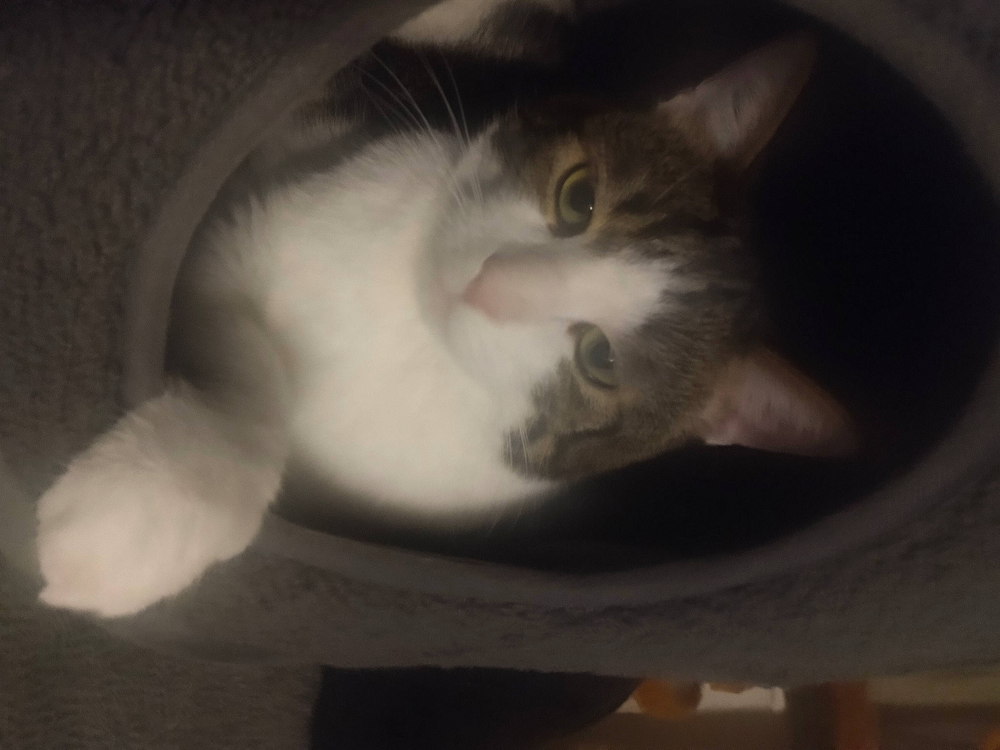 Gribouille a rejoint le concours — aidez-le/la à gagner de superbes lots ! carnivore, cat, comfort, darkness, domestic_short_haired_cat, ear, eye, eyelash, felidae, fur, grey, jaw, leg, monochrome_photography, paw, small_to_medium_sized_cats, snout, tail, whiskers, wood