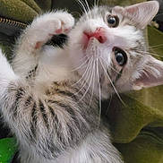 Xena And Yum-Yum joined the competition — help win amazing prizes! abyssinian, angora, animal, cat, kitten, manx, pet, siamese