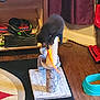 Xena And Yum-Yum joined the competition — help win amazing prizes! actionfigure, animal, cat, computer, electronics, fox, hair, kitten, kneeling, laptop, legoset, pc, person, pet, student, text, toy, wig