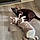 Xena And Yum-Yum