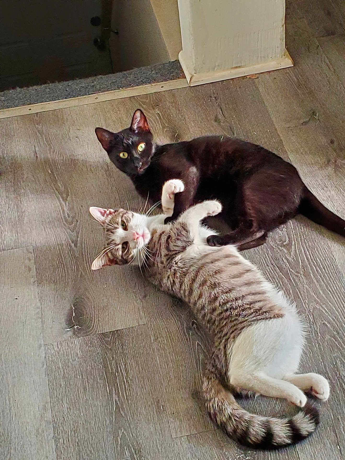 Xena And Yum-Yum joined the competition — help win amazing prizes! abyssinian, accessories, animal, blackcat, canine, cat, dog, egyptiancat, hardwood, husky, indoors, kitten, leash, manx, pet, plywood, siamese, stainedwood, strap, wood