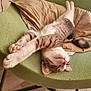 Xena And Yum-Yum is registered to the contest to win money with this photo: animal, beanbag, blanket, cat, cushion, furniture, homedecor, kitten, person, pet, pillow, sleeping