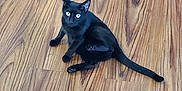 Xena And Yum-Yum joined the competition — help win amazing prizes! animal, beverage, blackcat, cat, coke, egyptiancat, hardwood, indoors, interiordesign, kitten, manx, pet, plywood, racket, soda, sport, stainedwood, tennis, tennisracket, wood