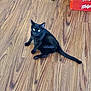 animal, beverage, blackcat, cat, coke, egyptiancat, hardwood, indoors, interiordesign, kitten, manx, pet, plywood, racket, soda, sport, stainedwood, tennis, tennisracket, wood