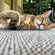 Bee joined the competition — help win amazing prizes! cat, tabby, lying_down, outdoor, rug, fur, relaxed, sleepy, greenery, chair, texture, backyard, pet, whiskers, close_up, animal, daylight, resting, cute, one_eye_closed
