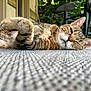 cat, tabby, lying_down, outdoor, rug, fur, relaxed, sleepy, greenery, chair, texture, backyard, pet, whiskers, close_up, animal, daylight, resting, cute, one_eye_closed