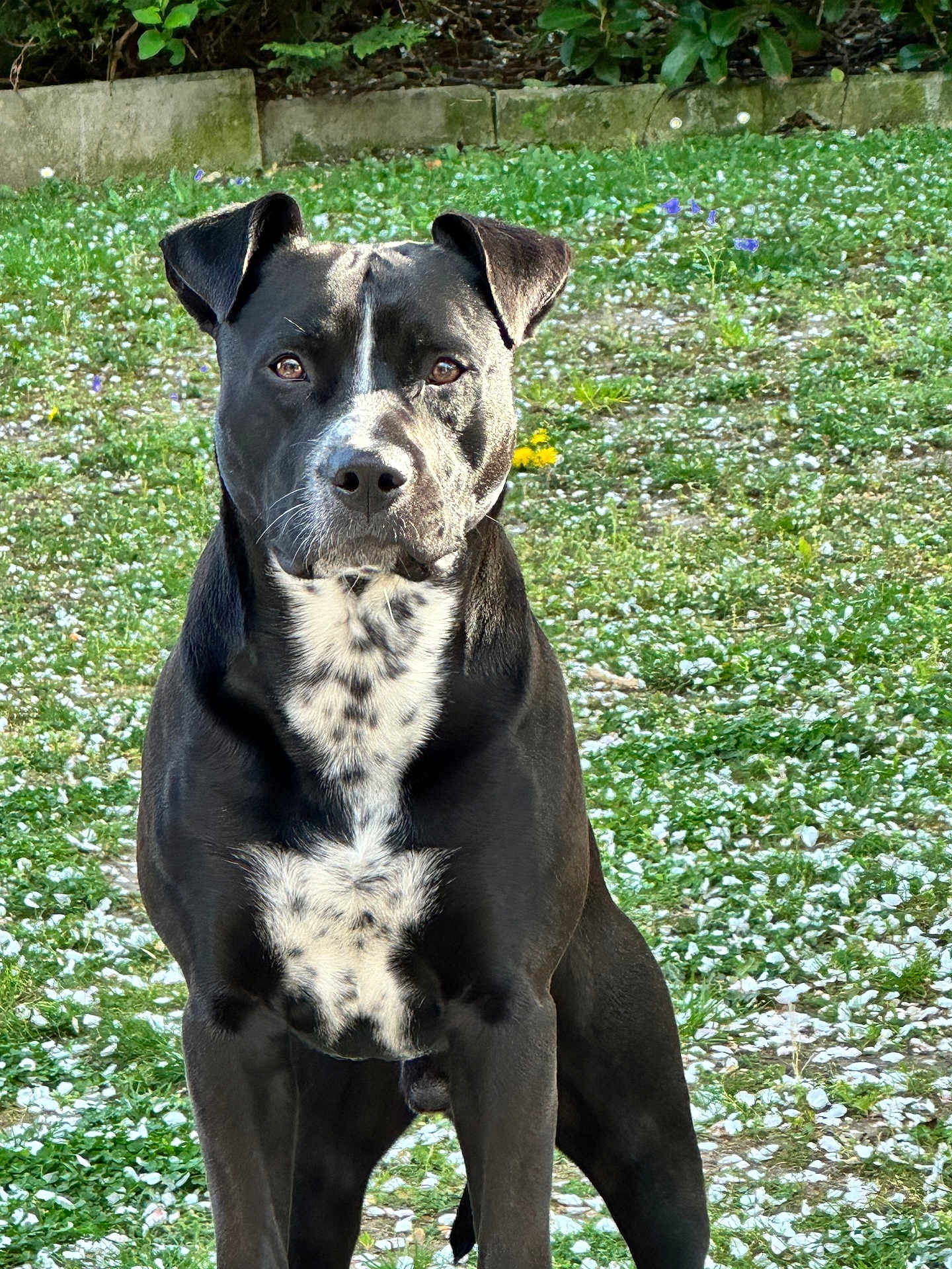 Vex participe au concours pour gagner de l'argent avec cette photo : dog, black_dog, white_spots, outdoor, grass, flower_petals, garden, alert, standing, animal, canine, nature, sunlight, ears_up, fur, muzzle, portrait, pet, greenery, daylight