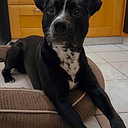 Vex participe au concours pour gagner de l'argent avec cette photo : dog, black_dog, white_spots, rope_toy, pet_bed, kitchen, tile_floor, wooden_cabinets, indoor, animal, canine, laying_down, looking_alert, toy, domestic_animal, paw, fur, companion, cute, pet