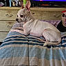 dog, chihuahua, bed, striped_bedspread, dresser, television, indoor, small_dog, pet, furniture, room, cute, animal, lying_down, ears, watching, domestic, home, relaxed, side_view