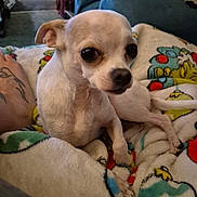 Odie joined the competition — help win amazing prizes! dog, chihuahua, small_dog, white_dog, blanket, tattoo, foot, indoor, living_room, couch, colorful, cozy, pet, animal, cute, relaxed, furniture, portrait, companion, domestic