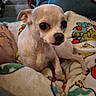 dog, chihuahua, small_dog, white_dog, blanket, tattoo, foot, indoor, living_room, couch, colorful, cozy, pet, animal, cute, relaxed, furniture, portrait, companion, domestic