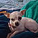 Odie