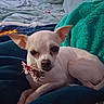 dog, chihuahua, small_dog, white_dog, pet, indoor, blanket, couch, collar, bow, resting, cozy, fur, ears, looking, animal, home, relaxed, cute, companion