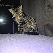 Mia joined the competition — help win amazing prizes! cat, tabby_cat, indoor, bed, purple_sheet, curtain, sleepy, pet, animal, feline, collar, striped, resting, fur, domestic_cat, black_object, shadow, sleepy_cat, household, cute