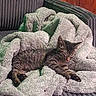 Mia joined the competition — help win amazing prizes! cat, kitten, sleeping, blanket, couch, indoor, cozy, fur, tabby, pet, relaxing, comfort, furniture, home, resting, domestic_animal, animal, cute, quiet, soft