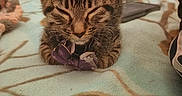 Mia is registered to the contest to win money with this photo: kitten, cat, tabby, sleeping, bow, blanket, indoor, cute, pet, animal, feline, resting, cozy, soft, young, closeup, fur, whiskers, ears, peaceful