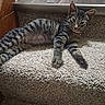 Mia is registered to the contest to win money with this photo: cat, kitten, tabby, carpet, stairs, indoor, pet, feline, relaxed, curious, animal, home, wood_floor, step, paw, whiskers, young_cat, resting, fur, domestic_cat