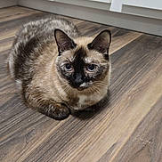 Penny joined the competition — help win amazing prizes! cat, siamese_cat, animal, pet, indoor, floor, wooden_floor, kitchen, cabinet, fur, blue_eyes, curled_up, looking, domestic, mammal, whiskers, ears, cute, feline, resting