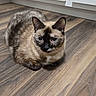cat, siamese_cat, animal, pet, indoor, floor, wooden_floor, kitchen, cabinet, fur, blue_eyes, curled_up, looking, domestic, mammal, whiskers, ears, cute, feline, resting